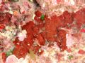 Peyssonnelia sp.